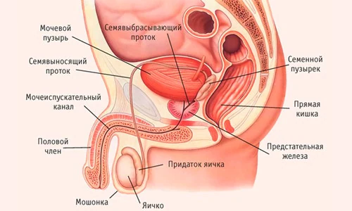 Иллюстрация 1