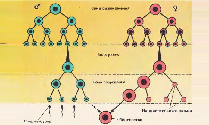 Картинка 6