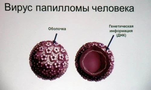 Иллюстрация 1