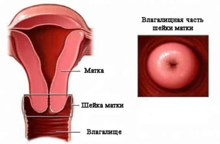 Иллюстрация 1