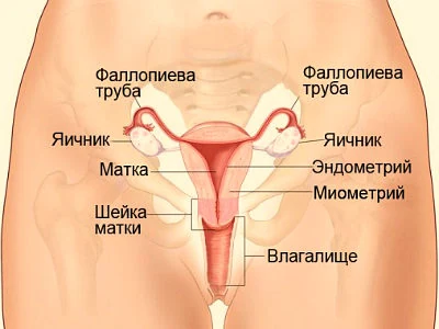 Иллюстрация 1 Иллюстрация 1