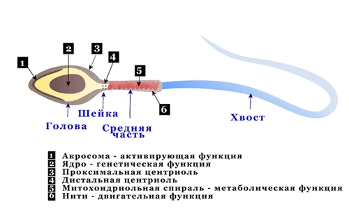 Иллюстрация 2 Иллюстрация 2