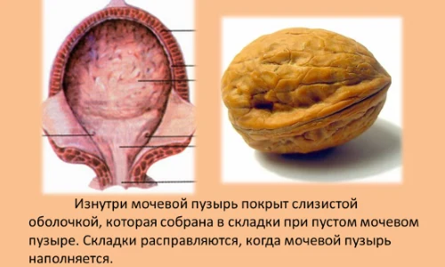 Иллюстрация 1