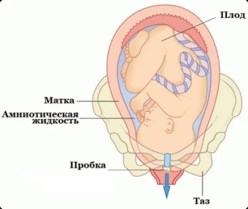 Иллюстрация 4 Иллюстрация 4