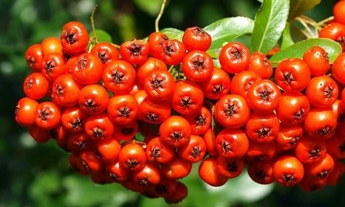 Картинка 4 Картинка 4