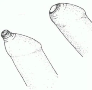 Иллюстрация 8