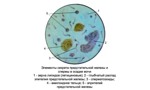 Изображение 4 Изображение 4