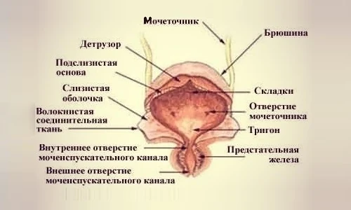 Иллюстрация 2 Иллюстрация 2