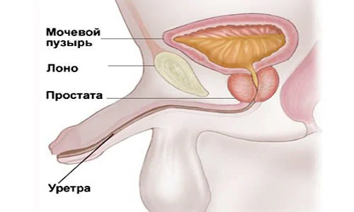 Картинка 2