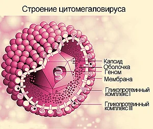 Иллюстрация 2 Иллюстрация 2