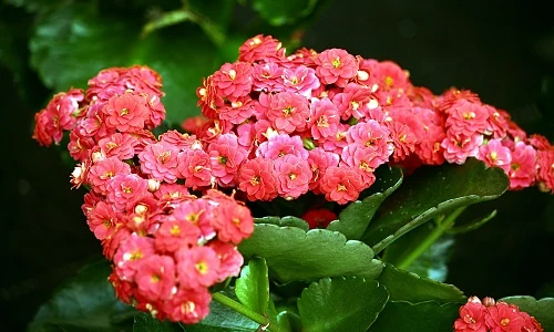 Картинка 4 Картинка 4