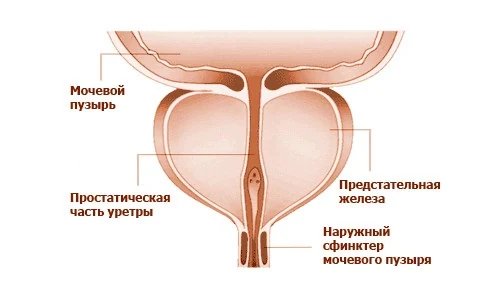Иллюстрация 2