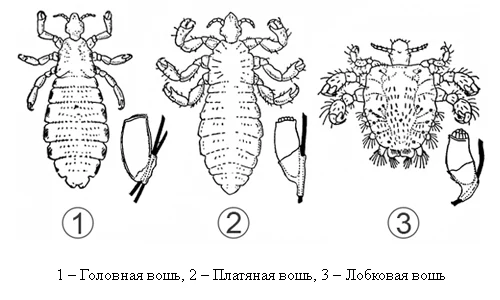 Иллюстрация 1